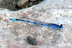 Familiar Bluet- Enallagma civile